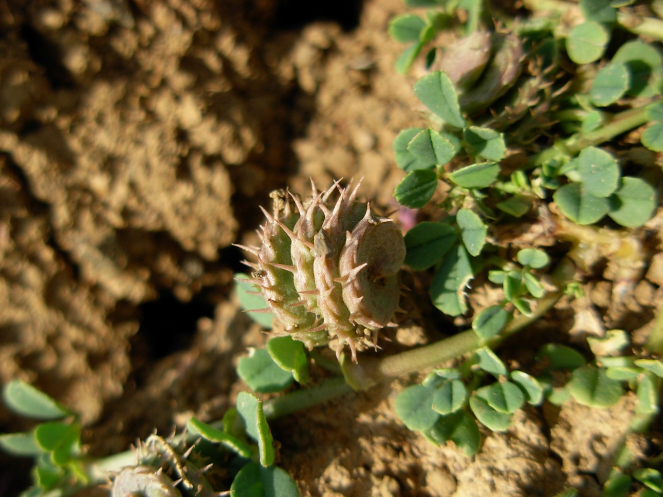 Medicago muricoleptis  / Erba medica sottile